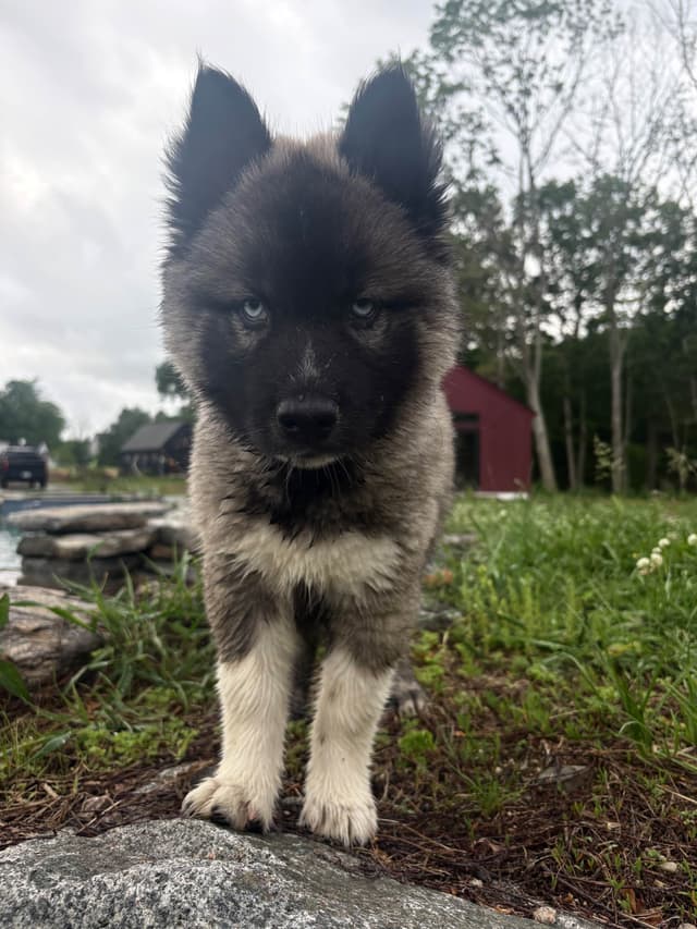 Siberian Husky Puppies media 13