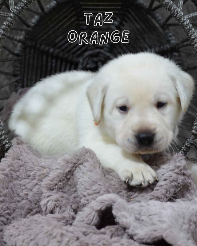 Labrador Retriever Puppies media 2