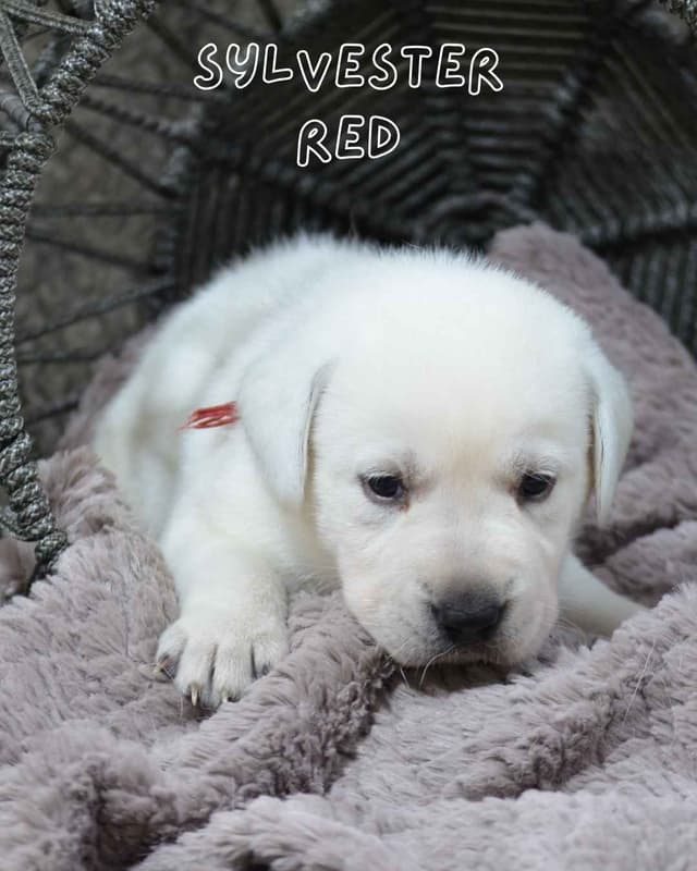 Labrador Retriever Puppies media 3