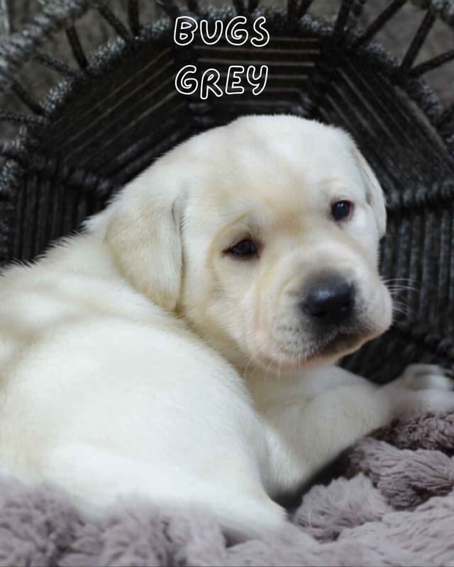 Labrador Retriever Puppies media 4