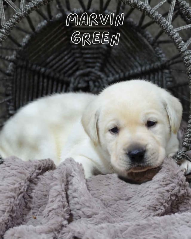 Labrador Retriever Puppies media 5