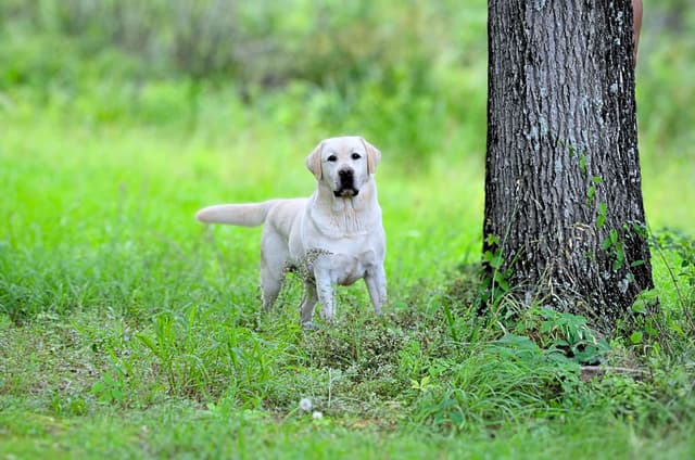 Labrador Retriever Puppies media 6