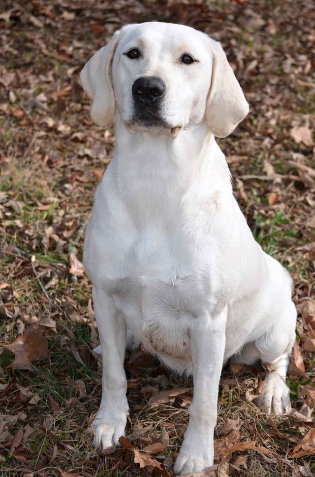 Labrador Retriever Puppies media 7