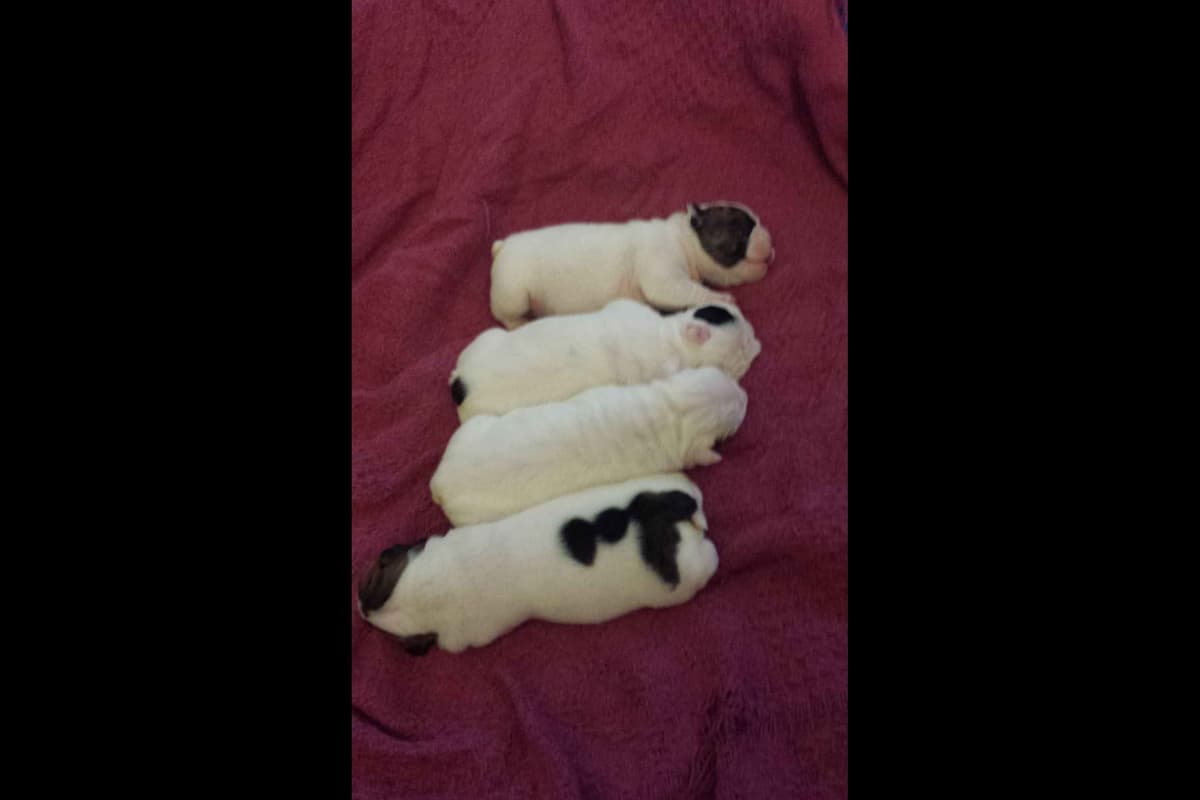 AKC English Bulldog Puppies breeder image 2