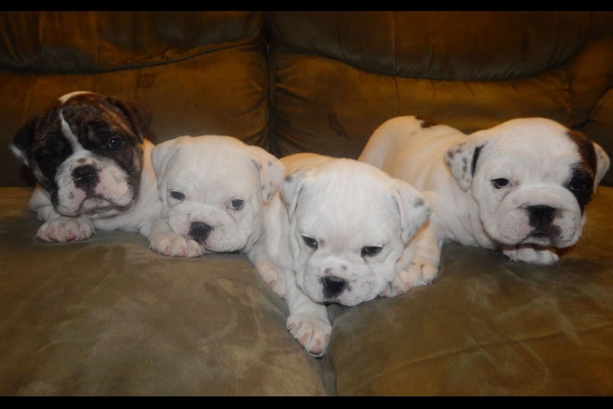 AKC English Bulldog Puppies breeder image 3