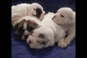 AKC English Bulldog Puppies breeder image 4