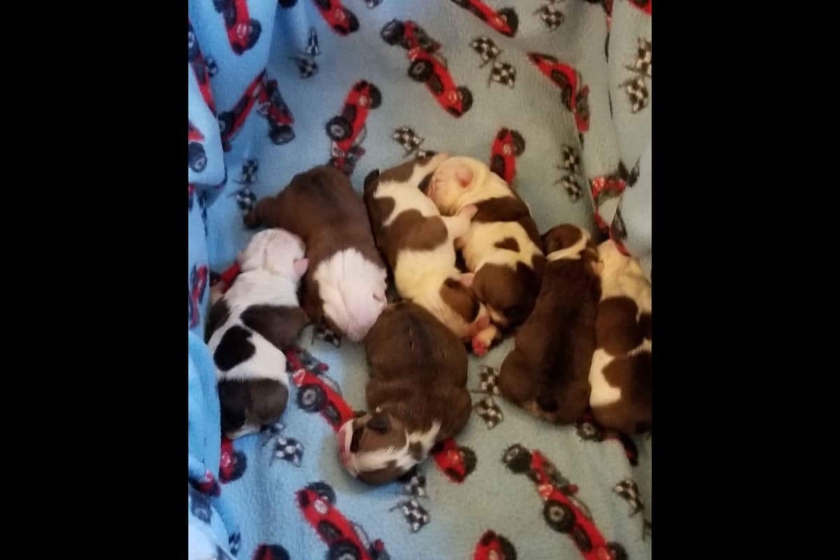 AKC English Bulldog Puppies breeder image 5