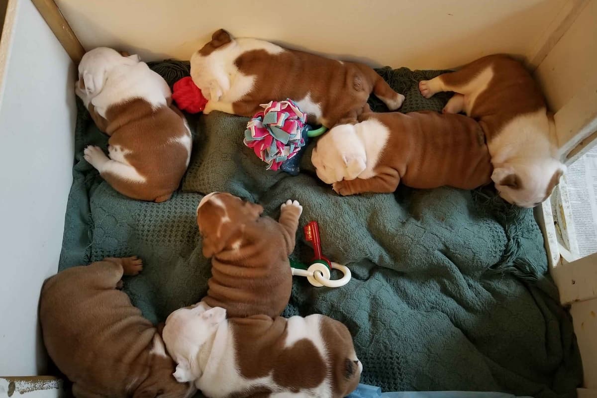 AKC English Bulldog Puppies breeder image 6