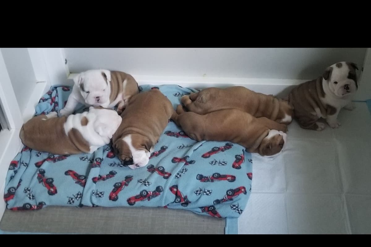 AKC English Bulldog Puppies breeder image 7