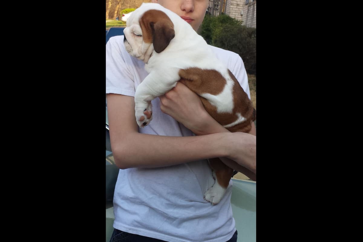 AKC English Bulldog Puppies breeder image 8