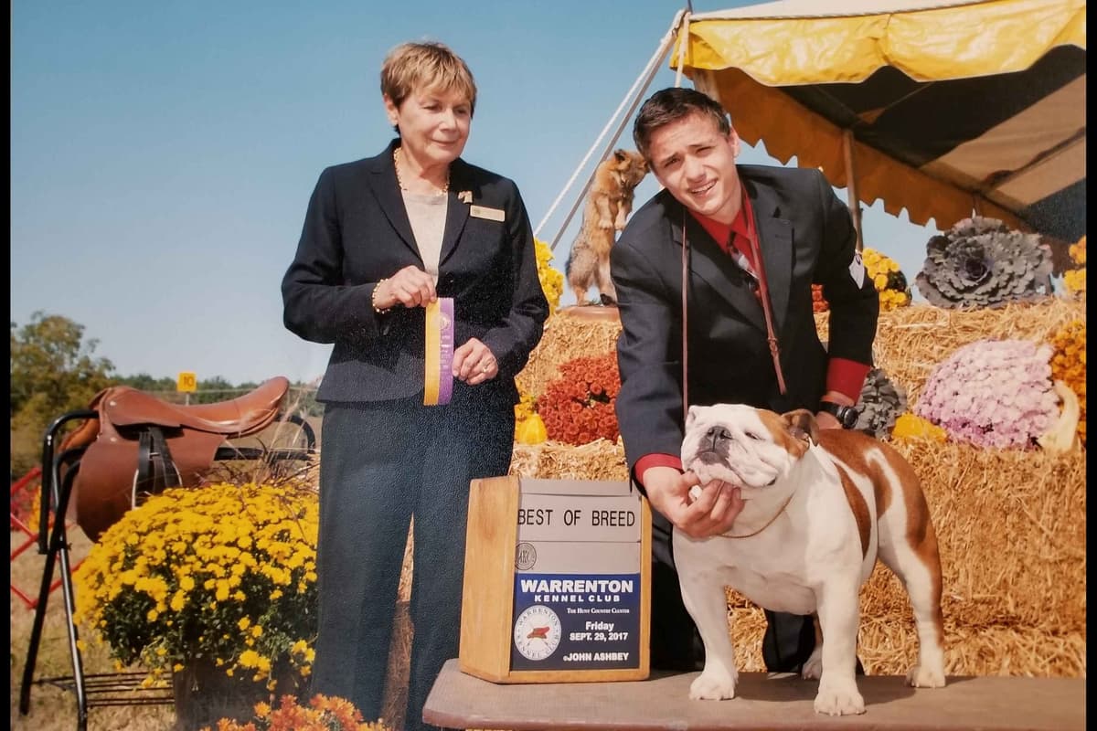 AKC English Bulldog Puppies breeder image 10