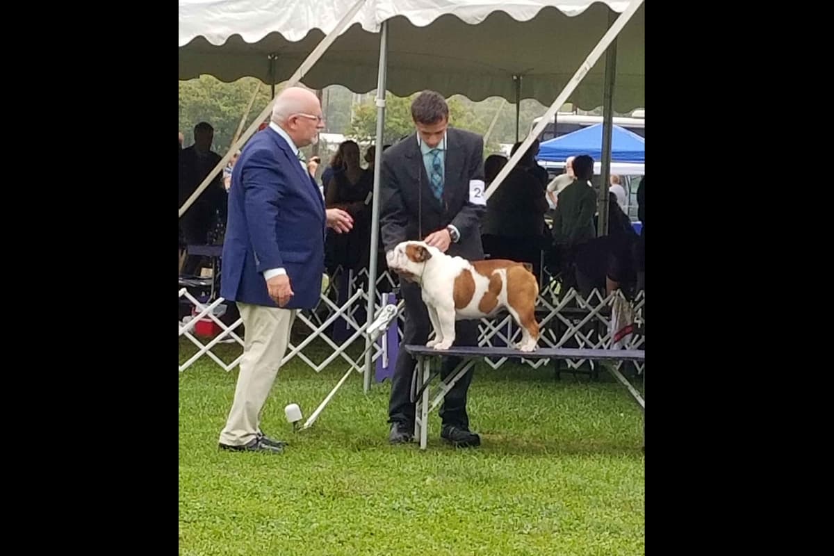 AKC English Bulldog Puppies breeder image 11