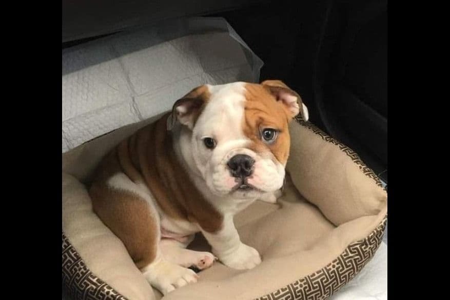 AKC English Bulldog Puppies breeder image 12