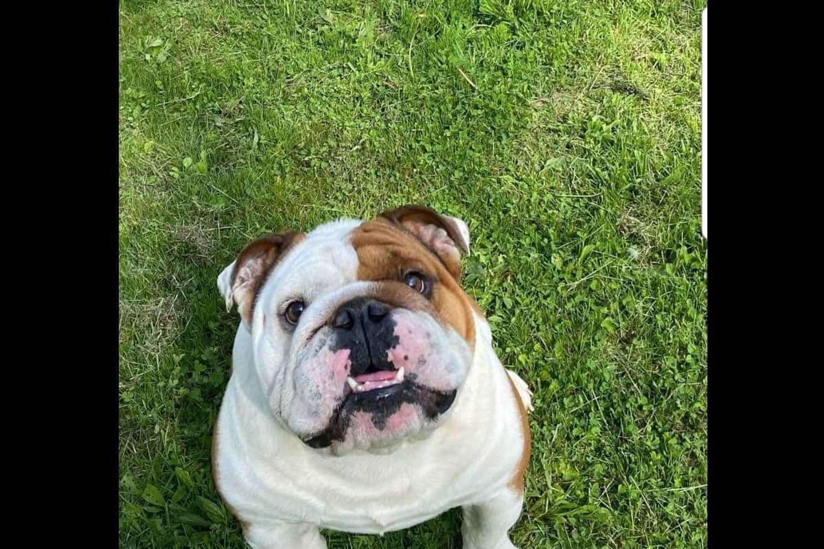 AKC English Bulldog Puppies breeder image 13