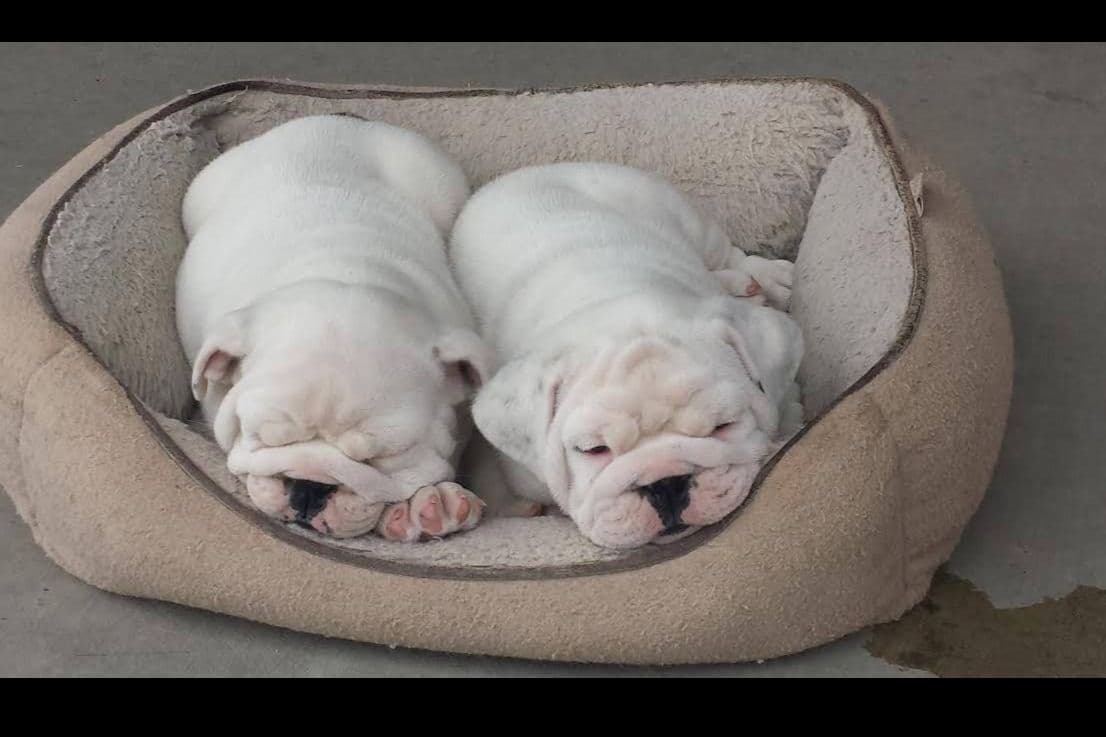 AKC English Bulldog Puppies breeder image 14