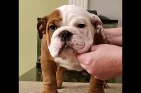 AKC English Bulldog Puppies breeder image 15