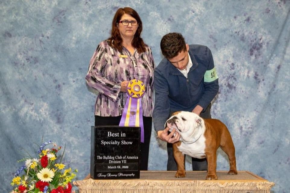 AKC English Bulldog Puppies breeder image 1