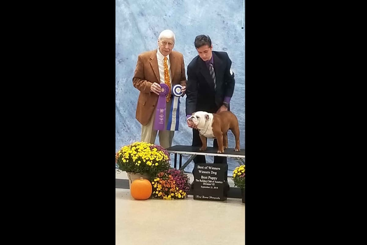 AKC English Bulldog Puppies breeder image 16