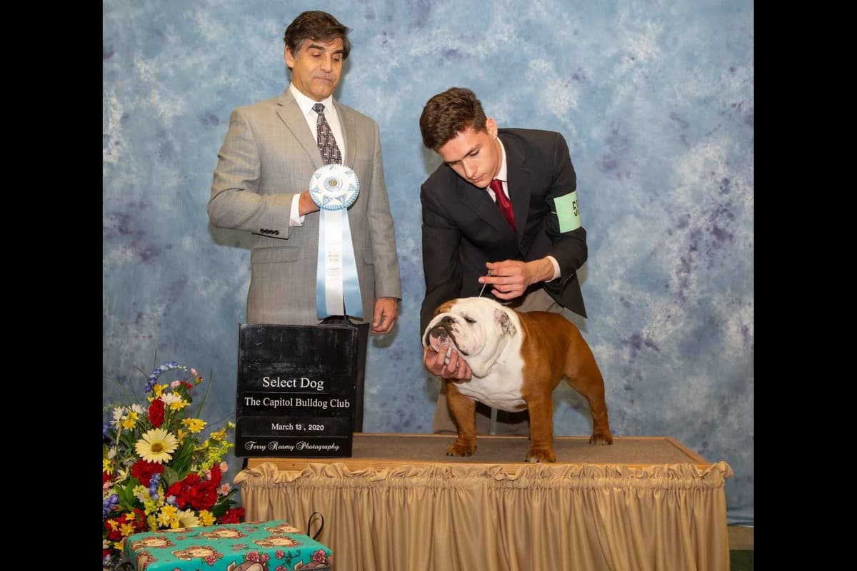 AKC English Bulldog Puppies breeder image 17