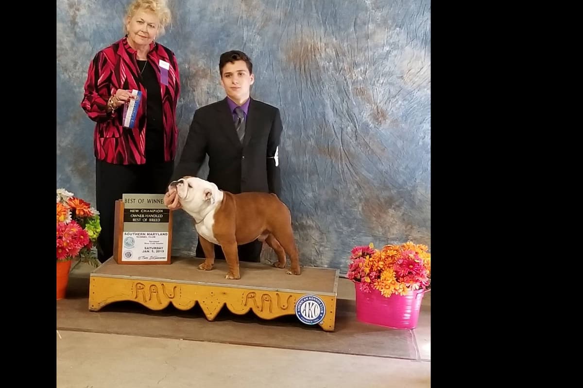 AKC English Bulldog Puppies breeder image 18