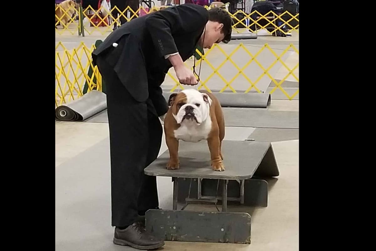 AKC English Bulldog Puppies breeder image 20