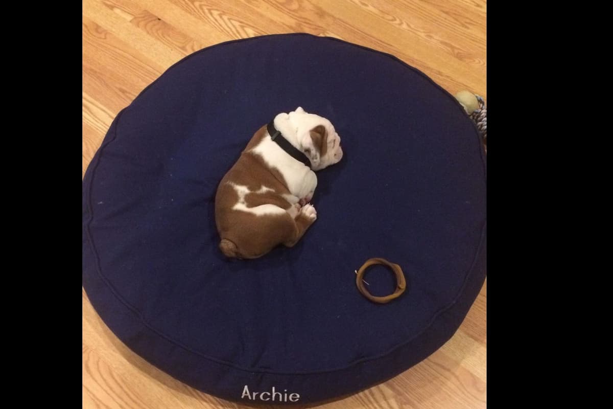 AKC English Bulldog Puppies breeder image 21