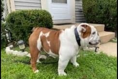 AKC English Bulldog Puppies breeder image 22