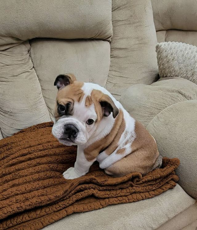 AKC English Bulldog Puppies media 5