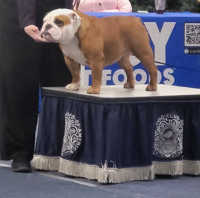 AKC English Bulldog Puppies media 6