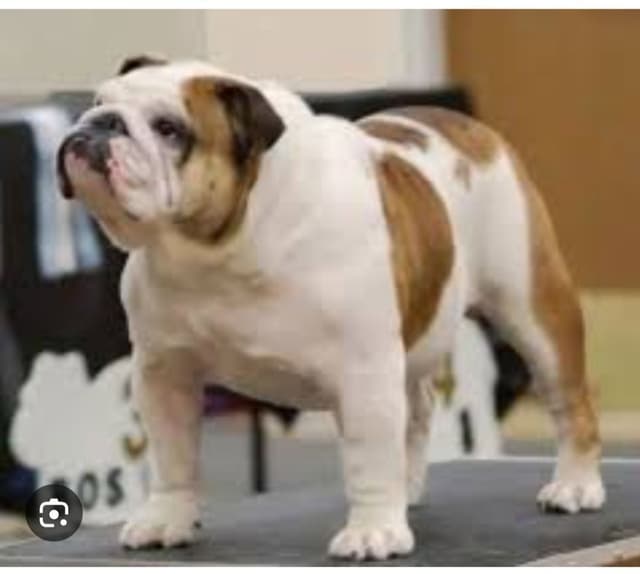 AKC English Bulldog Puppies media 7