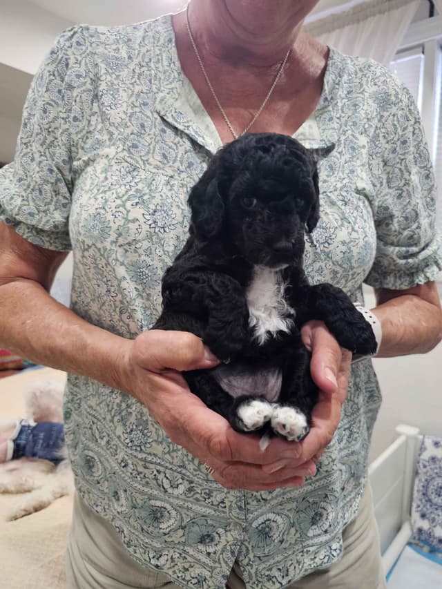 Poodle Puppies media 6