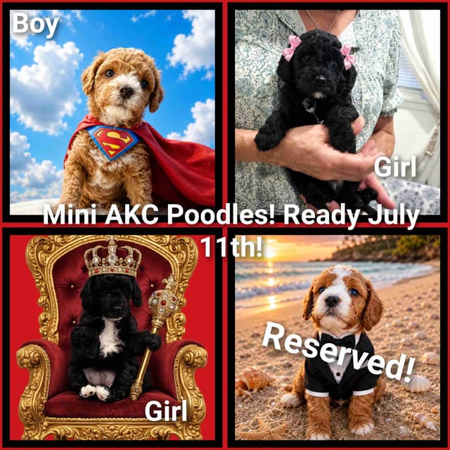 Poodle Puppies media 4