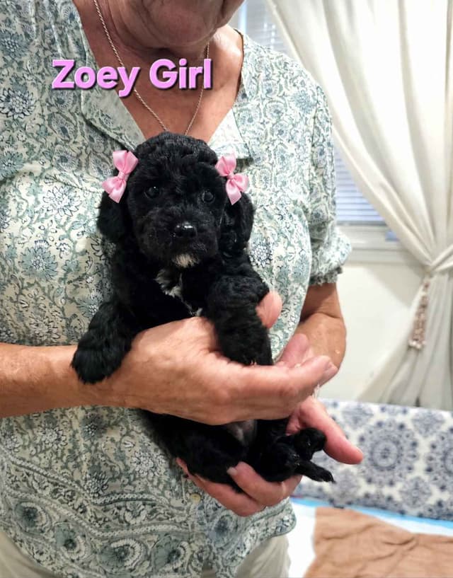 Poodle Puppies media 3