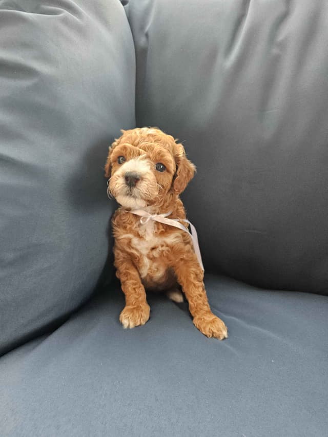 Poodle Puppies media 7