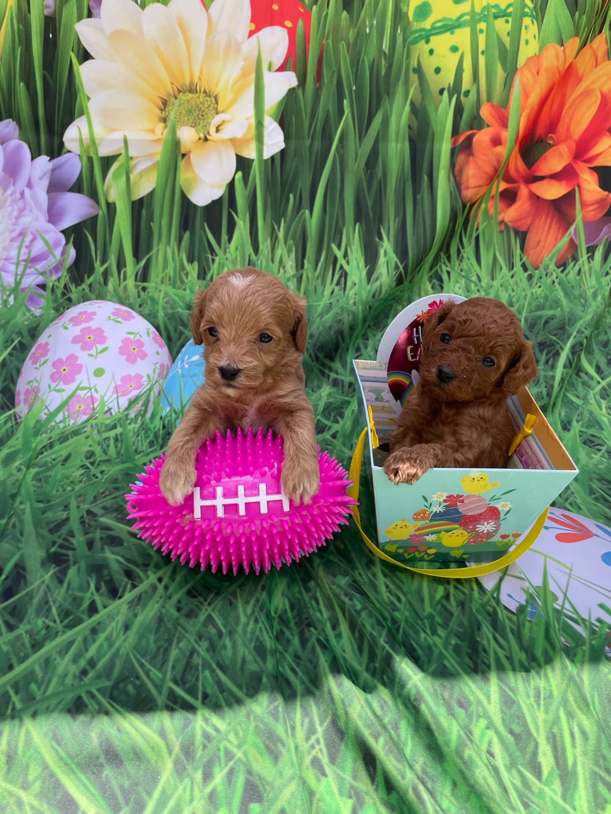 Poodle Puppies breeder image 1