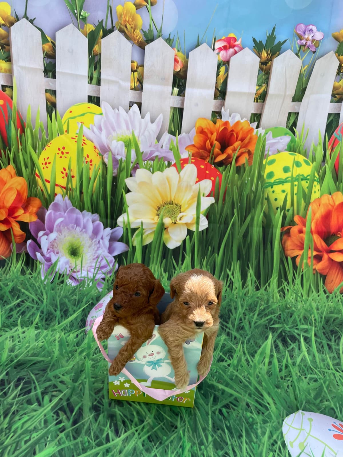 Poodle Puppies breeder image 2