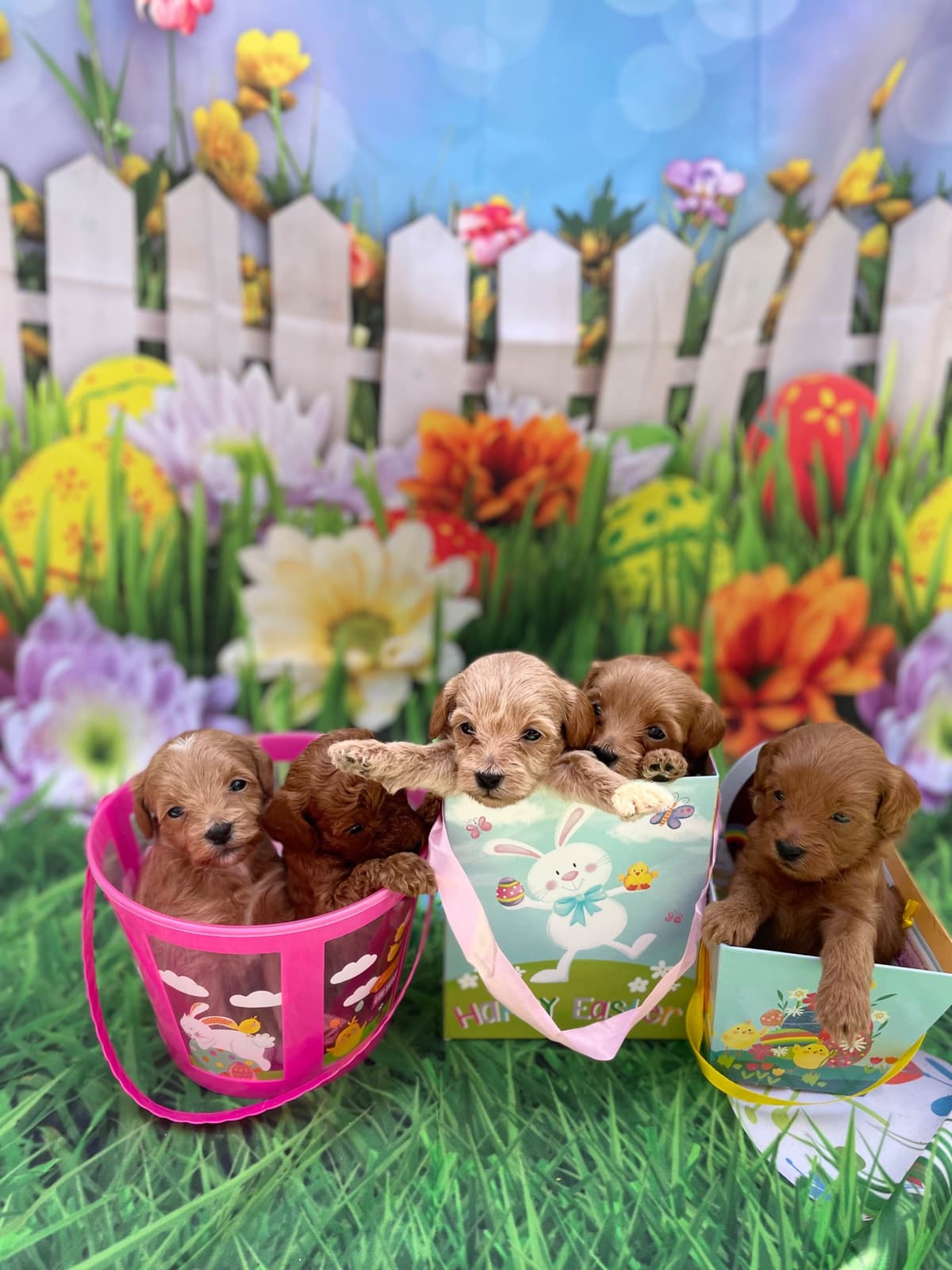 Poodle Puppies breeder image 3