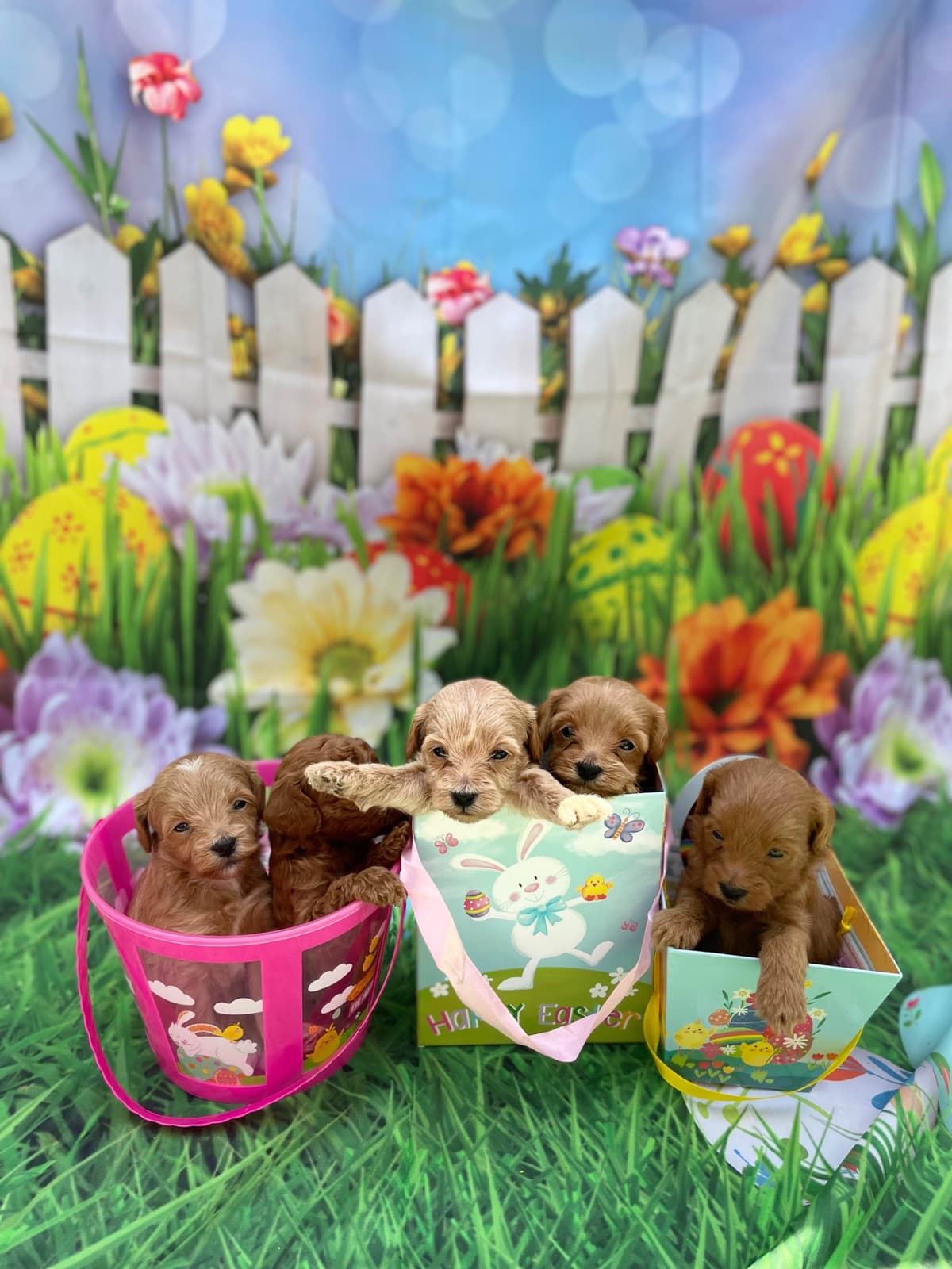 Poodle Puppies breeder image 4