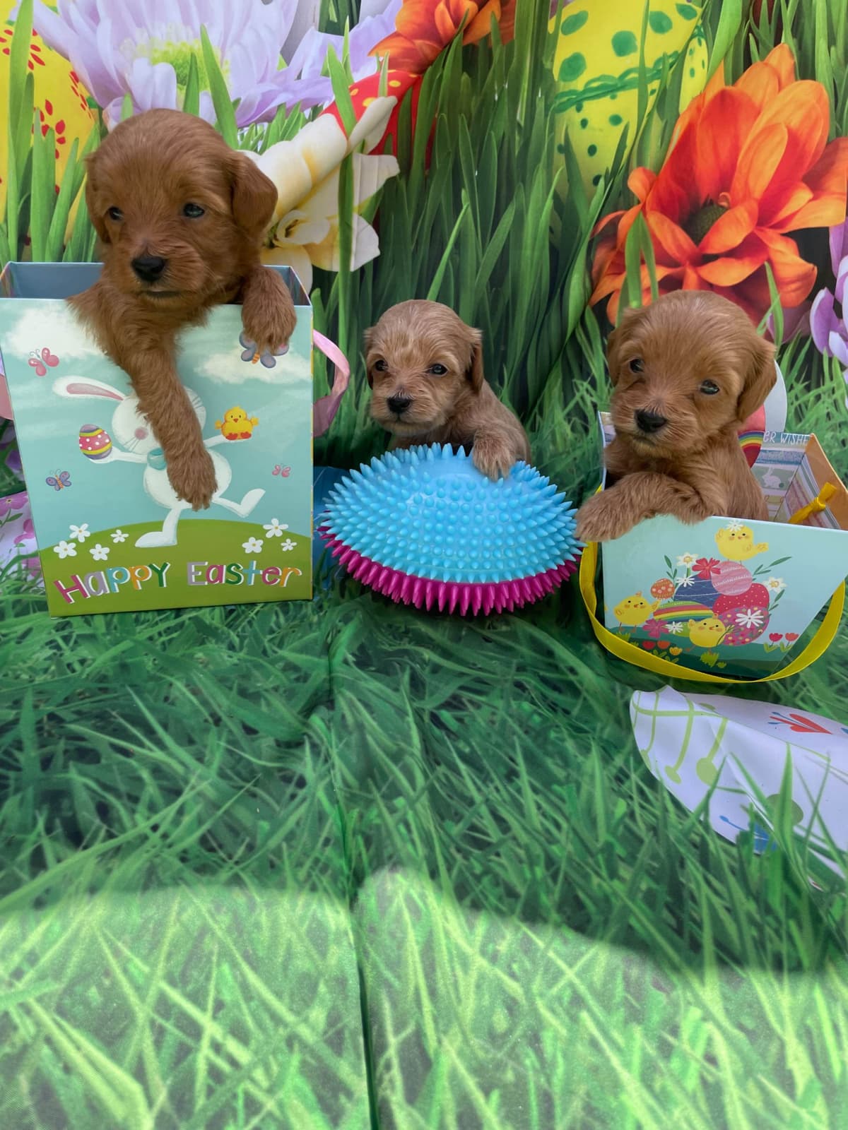 Poodle Puppies breeder image 5