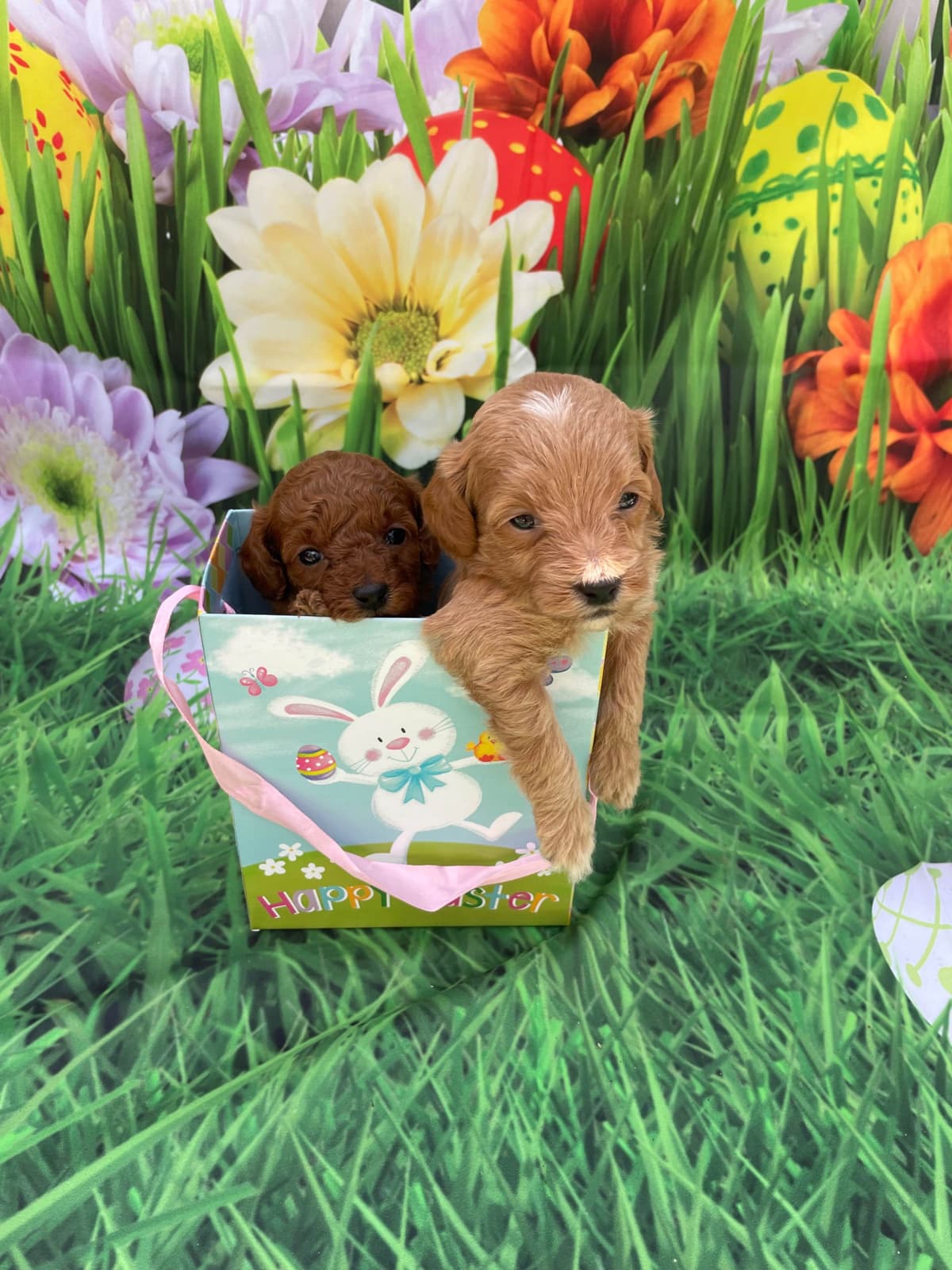 Poodle Puppies breeder image 6