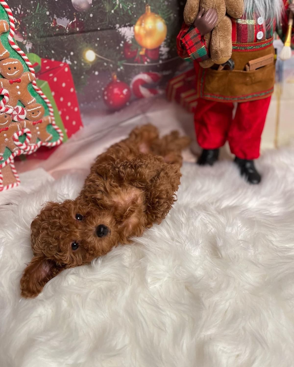 Poodle Puppies breeder image 7