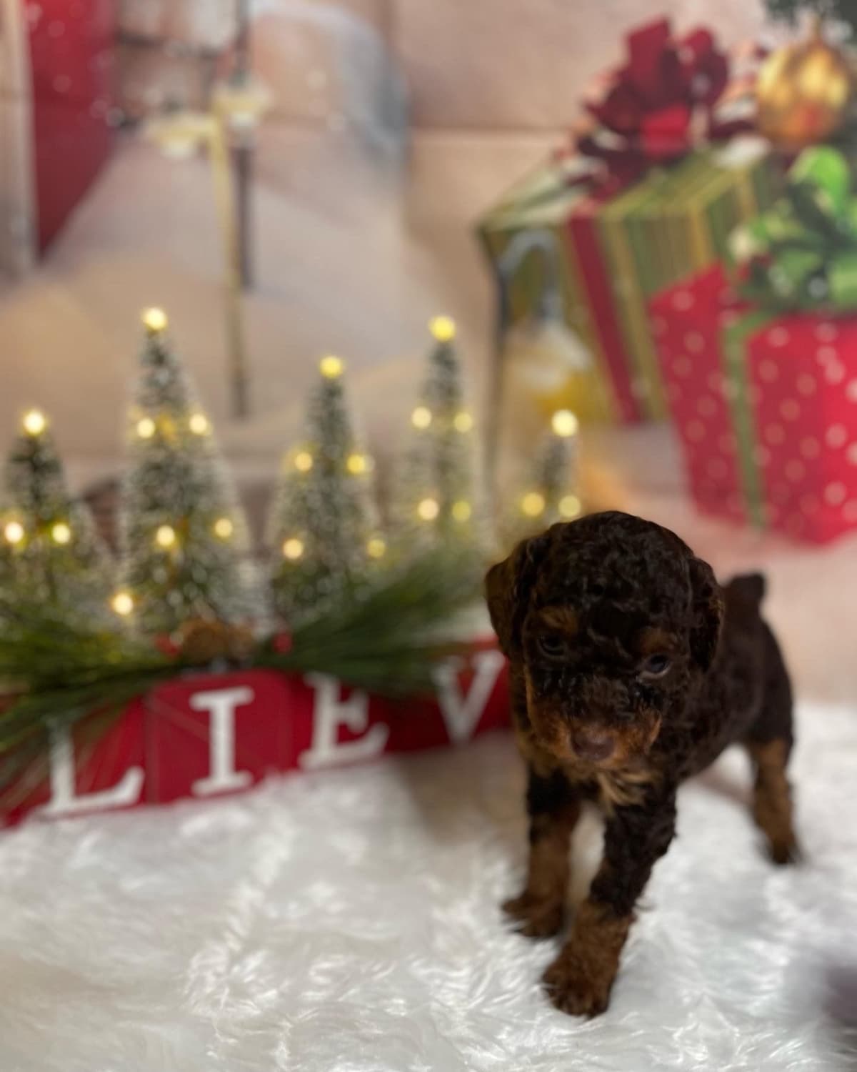 Poodle Puppies breeder image 8
