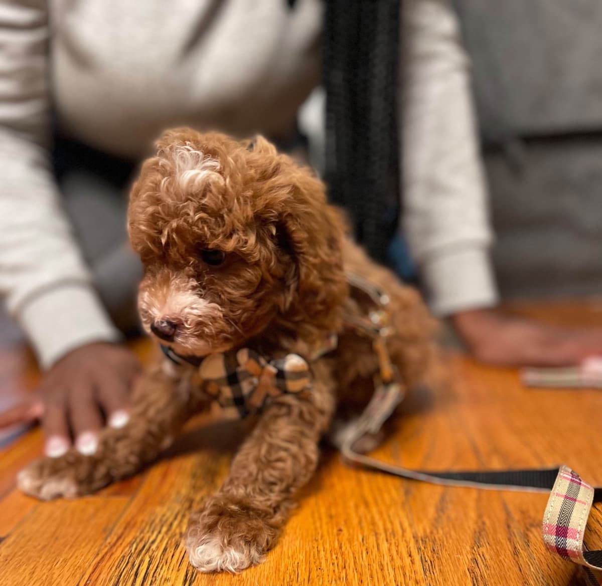 Poodle Puppies breeder image 11
