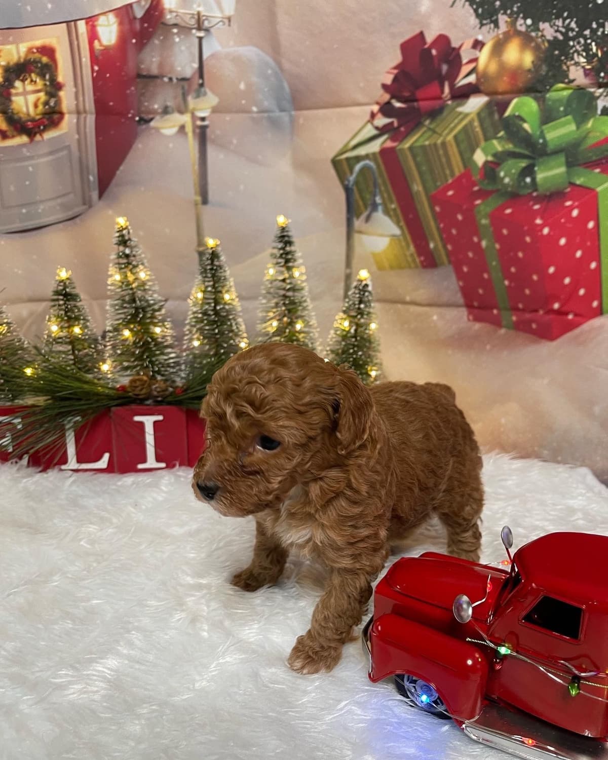 Poodle Puppies breeder image 10