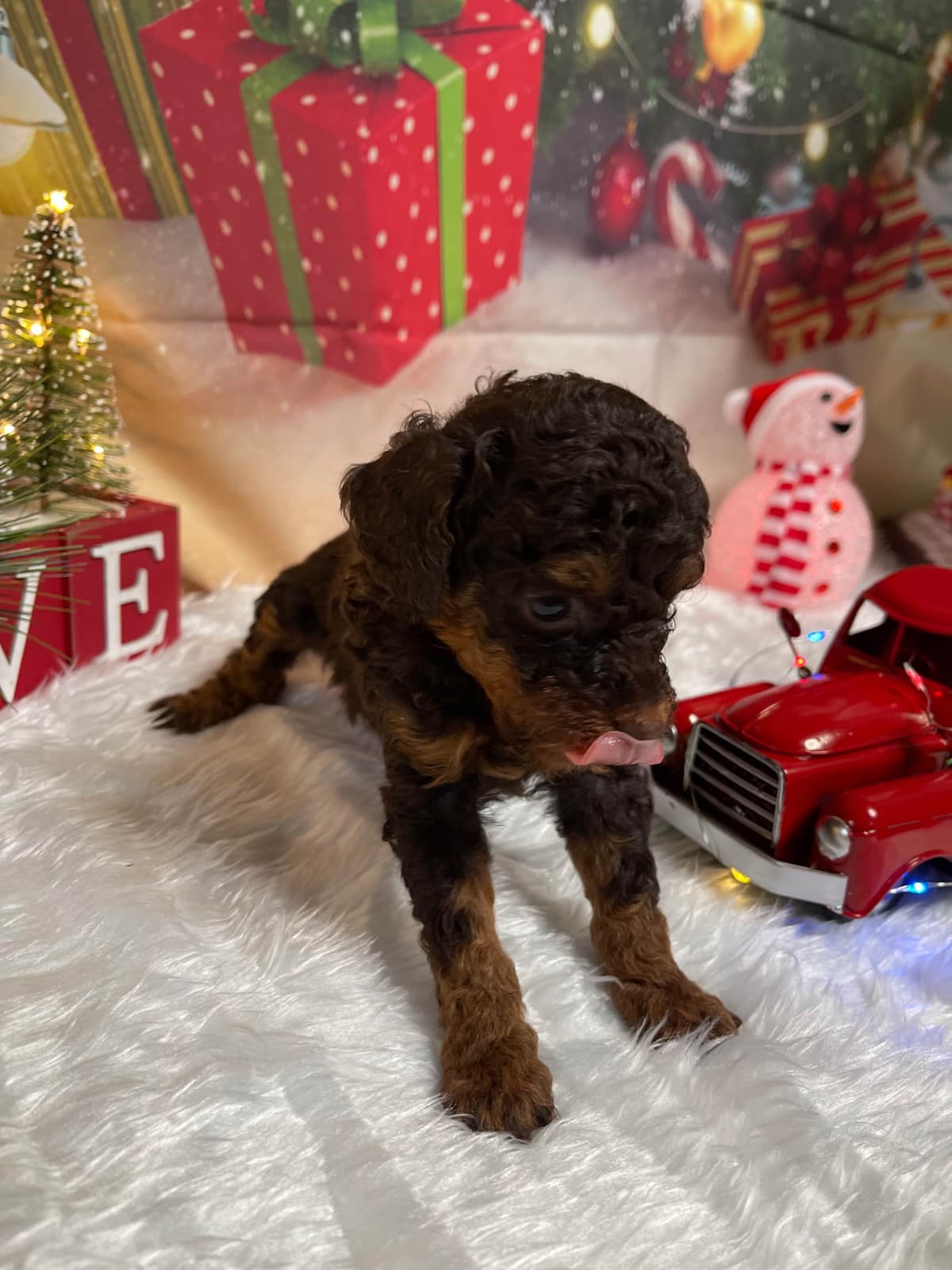 Poodle Puppies breeder image 14