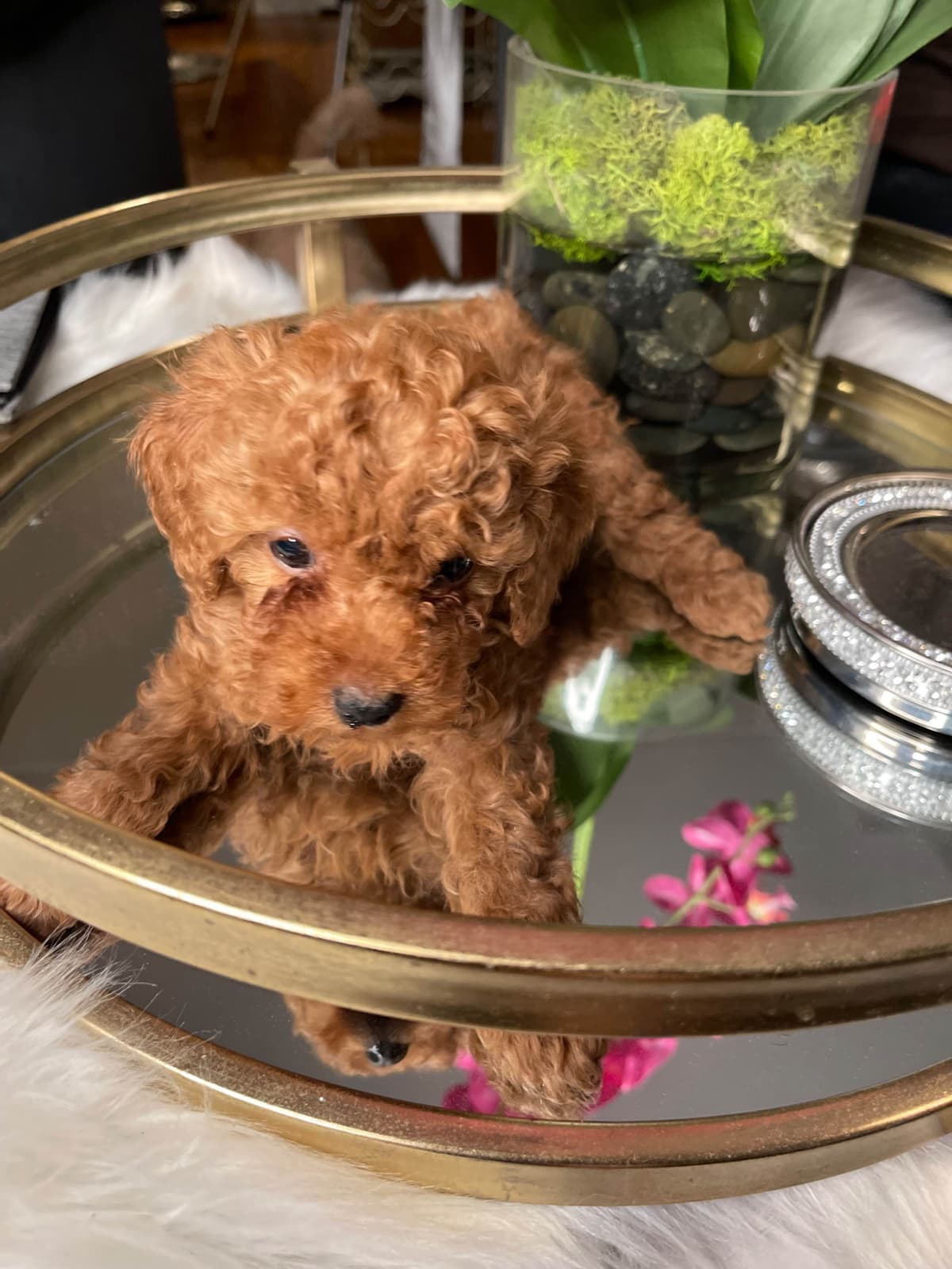 Poodle Puppies breeder image 17
