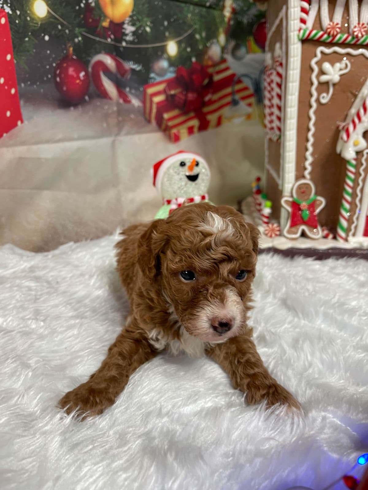 Poodle Puppies breeder image 18