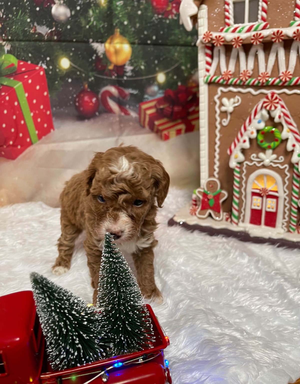 Poodle Puppies breeder image 16