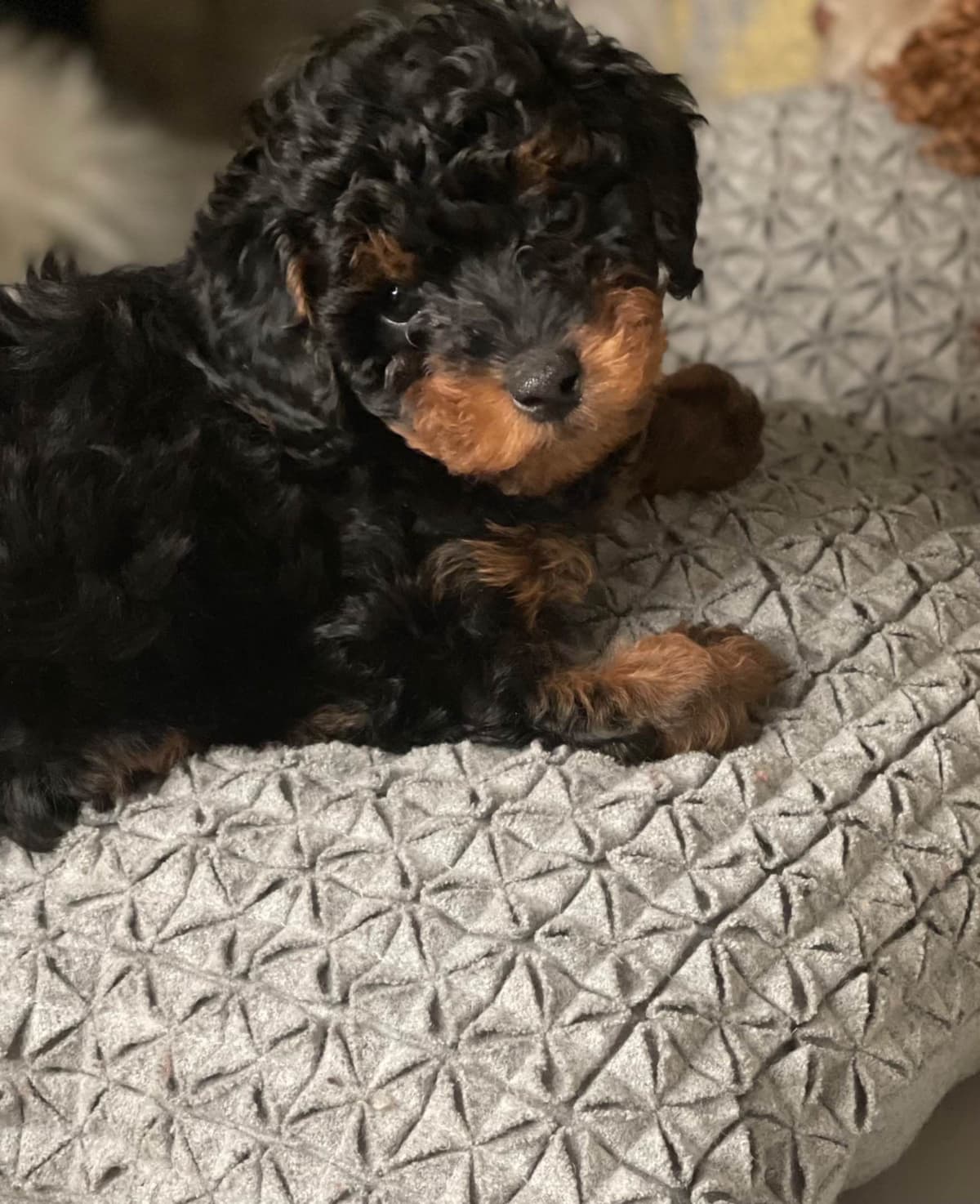 Poodle Puppies breeder image 20