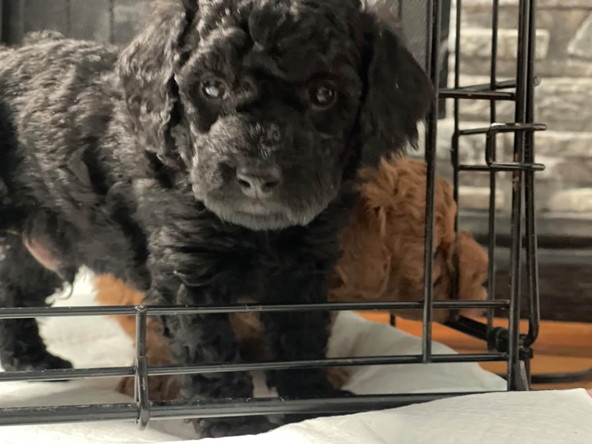 Poodle Puppies breeder image 21